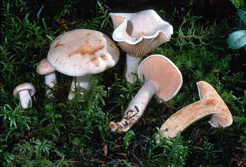 Hygrophorus saxatilis